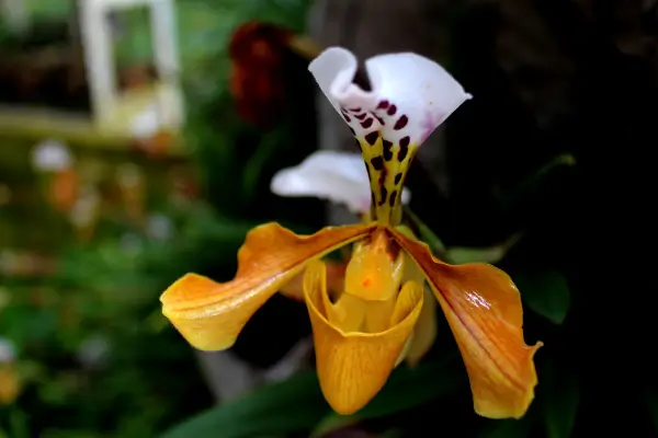 orquideas-raras