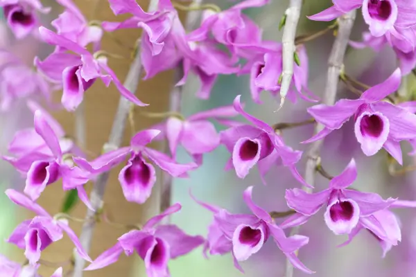 orquideas-fantasma