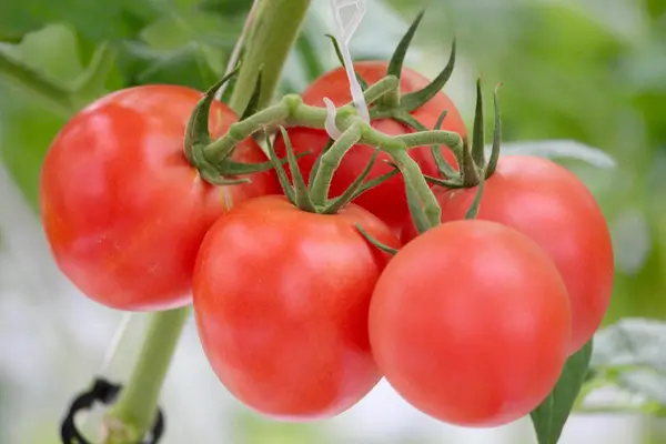 alimentos-organicos-em-hidroponia