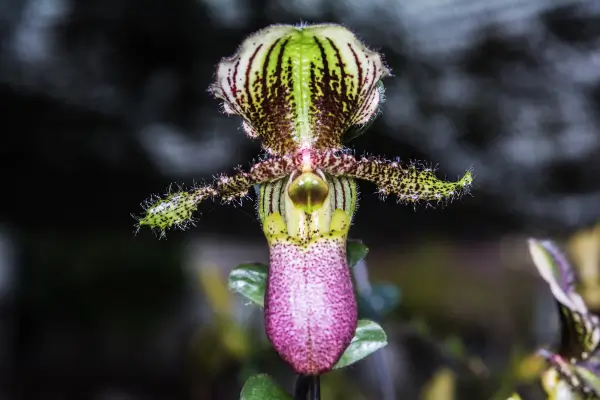orquídeas-raras