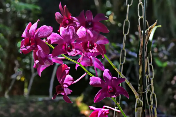 orquidea-denphal