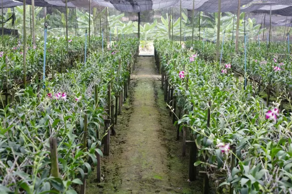 como-fazer-mudas-de-orquideas