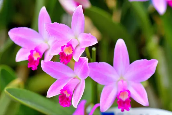 mini-orquideas