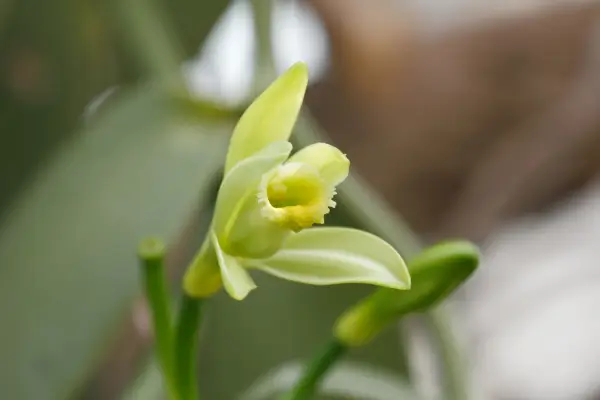 orquidea-baunilha