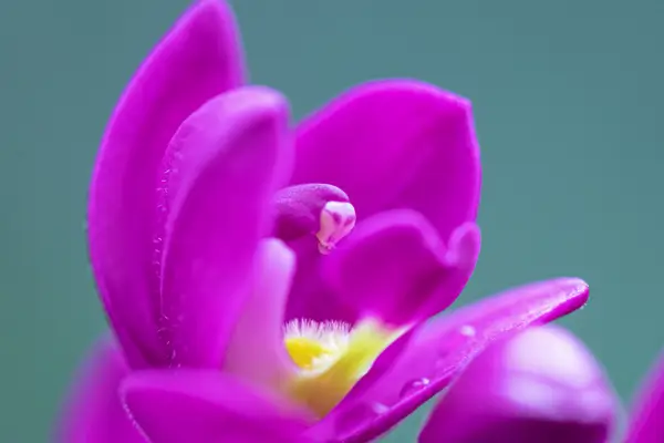 Orquídea Grapete: Como Cultivar e Encantar-se com Suas Flores Únicas