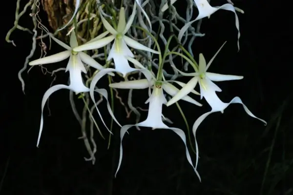 orquidea-fantasma