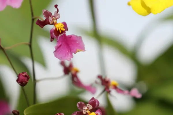 orquidea-bailarina