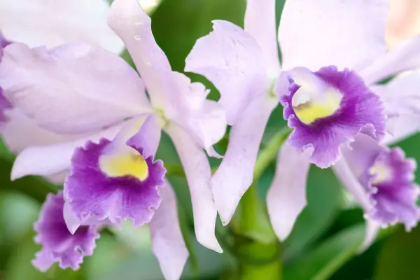 orquideas-raras
