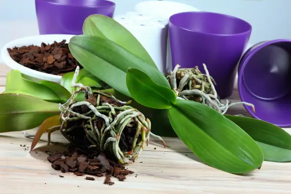 como-replantar-orquideas