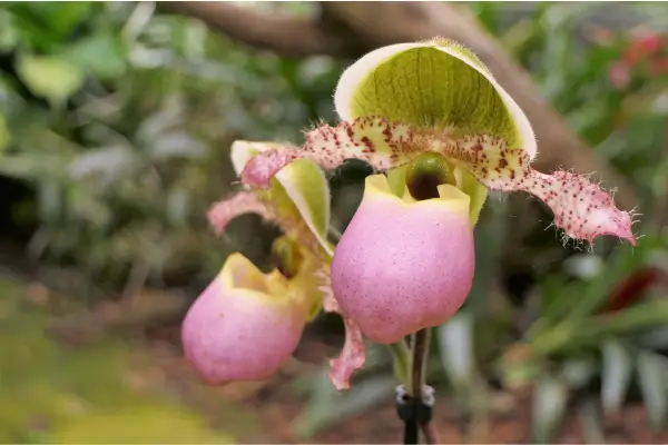 orquidea-sapatinho