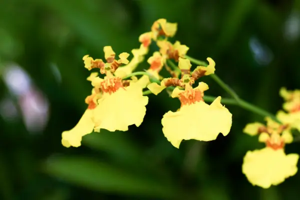 orquidea-bailarina