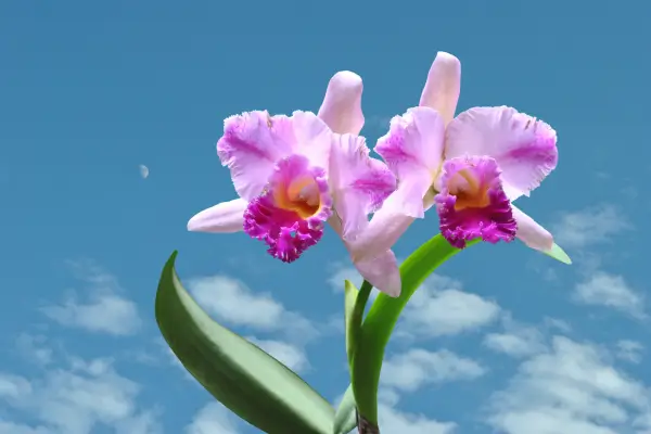 tipos-de-orquideas