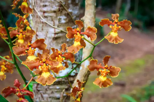 mini-orquideas