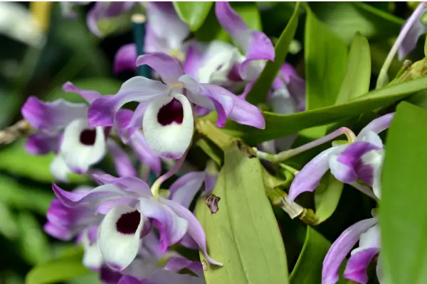 orquidea-dendrobium