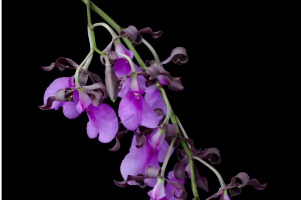orquidea-grapete