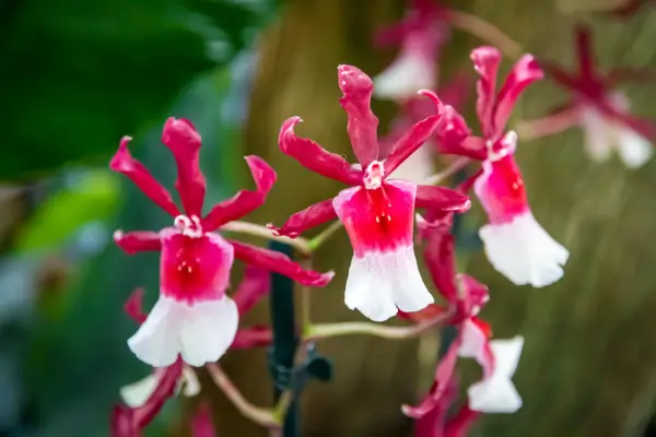 orquídeas-raras