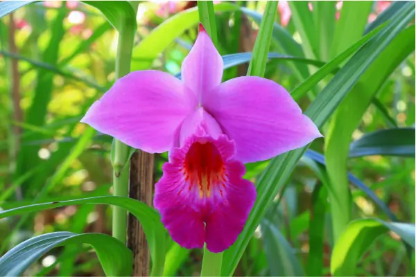 orquidea-bambu