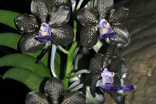 orquideas-black