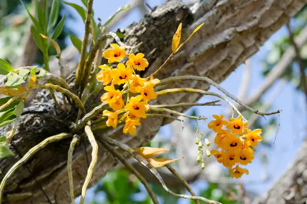orquideas-terrestres