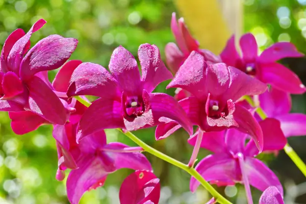 orquidea-denphal