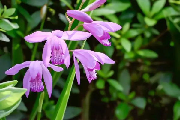 orquídeas-terrestres
