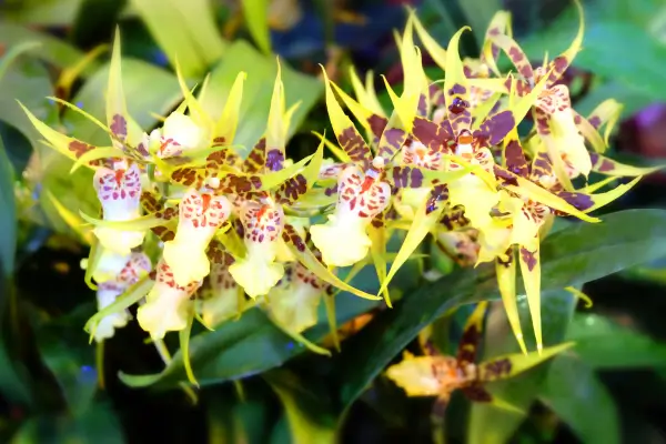 orquidea-aranha