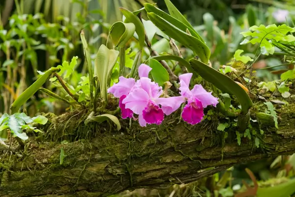 tipos-de-orquideas