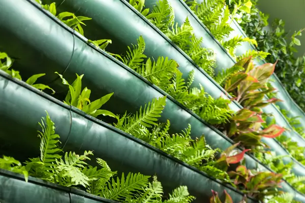 saude-das-plantas-em-hidroponia