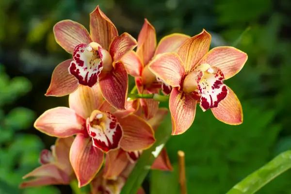 orquideas-cymbidium