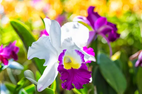 orquidea-cattleya