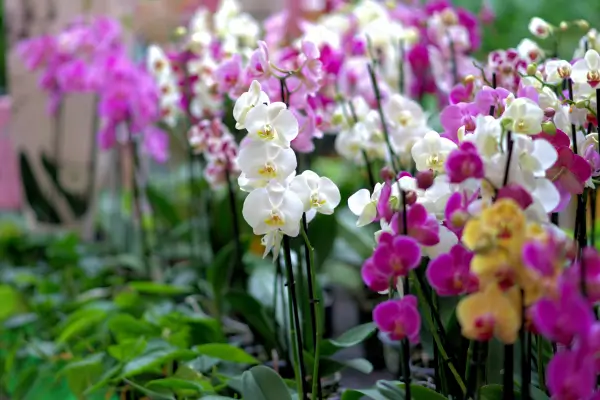 como-regar-orquideas