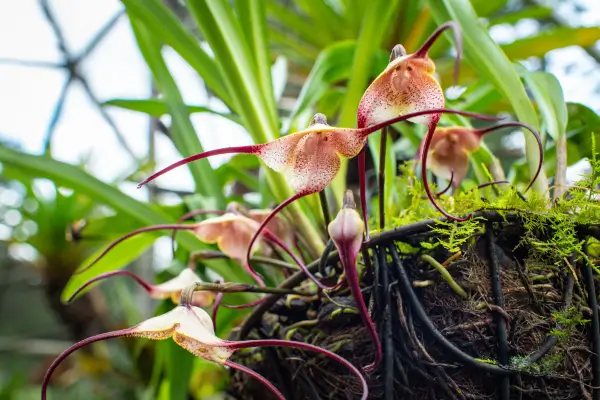 orquideas-raras