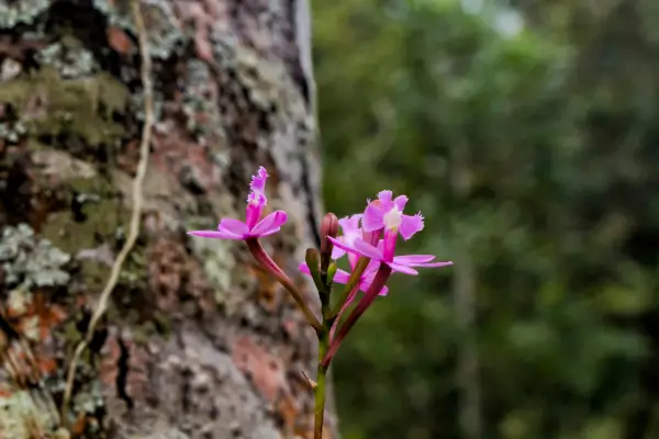 mini-orquideas