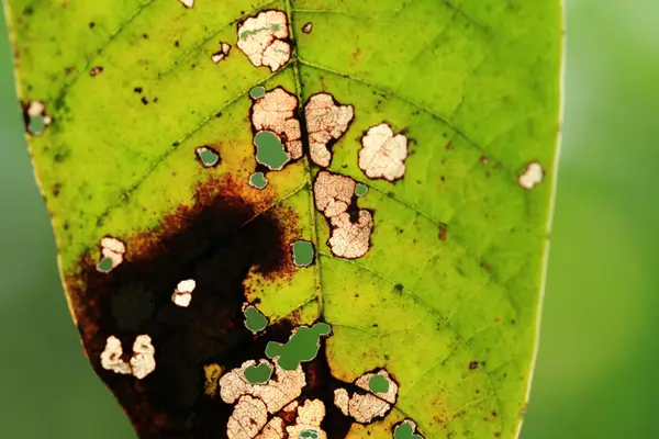 pragas-na-hidroponia