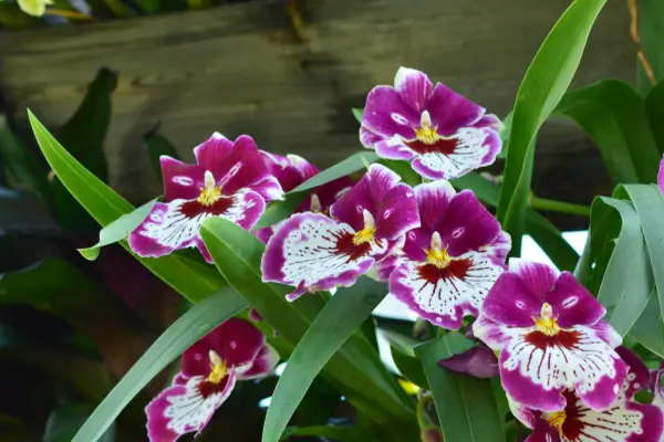 orquidea-olho-de-boneca