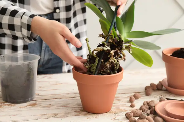 como-replantar-orquideas