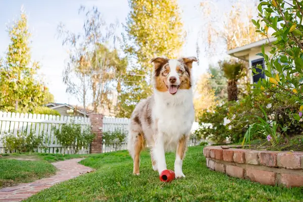plantas-de-hidroponia-para-pets