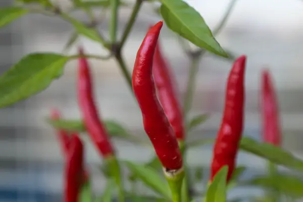 pimenta-em-hidroponia