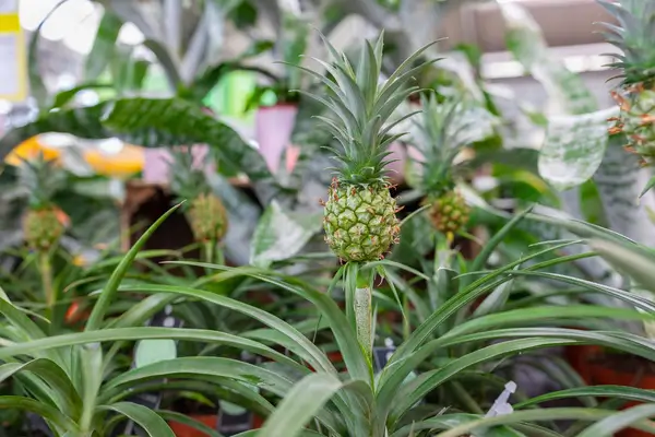 cultivo-hidroponico-em-plantas-tropicais