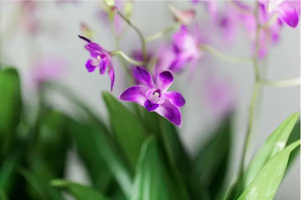 orquideas-raras