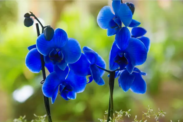 orquidea-azul