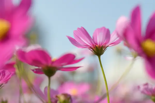 cultivo-de-flores-em-hidroponia