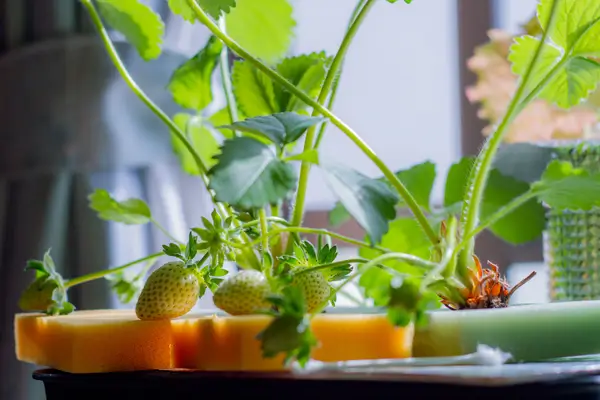 10-plantas-para-hidroponia-em-apartamentos
