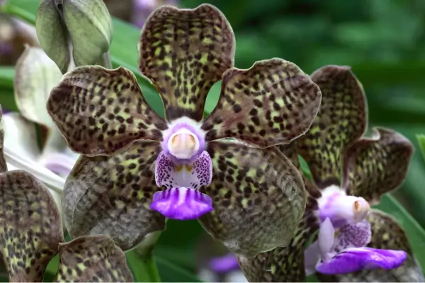 orquidea-negra