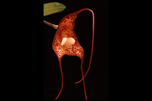 orquidea-cara-de-gato