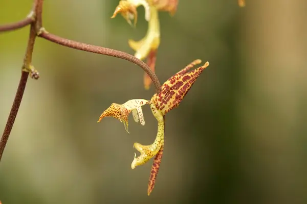 orquideas-terrestres