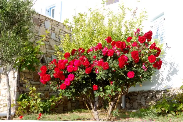 Plantas com Flores Vermelhas: as Melhores Opções para o Seu Jardim