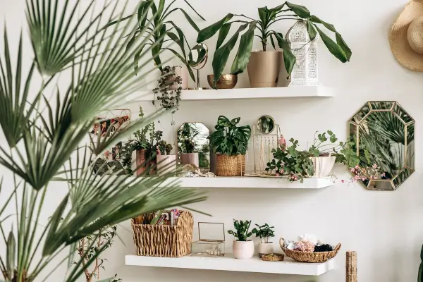 plantas-decorativas