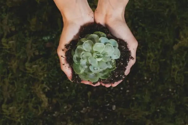 plantas-suculentas