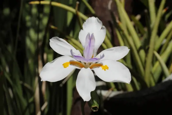 planta-moreia